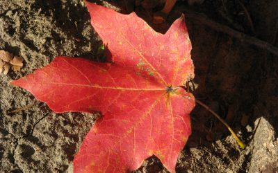 Red Leaf (Jake’s Imagery Writing)