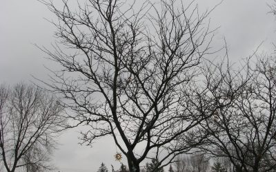 Bare Trees in Winter (Jake’s Imagery Writing)